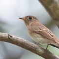 Brown-streaked Flycatcher-110817-104EOS1D-FYAP5764-W.jpg