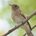 Brown-streaked Flycatcher-110817-104EOS1D-FYAP5803-W.jpg