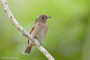 Brown-streaked Flycatcher-170815-102ND500-FYP_1131-W.jpg