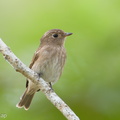 Brown-streaked Flycatcher-170815-102ND500-FYP_1131-W.jpg