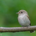 Brown-streaked Flycatcher-211025-125MSDCF-FRY05594-W.jpg