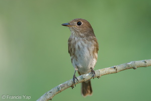 Brown-streaked Flycatcher-220809-152MSDCF-FYP02366-W.jpg