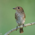Brown-streaked Flycatcher-220809-152MSDCF-FYP02366-W.jpg