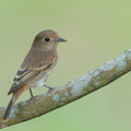 Brown-streaked Flycatcher-220810-152MSDCF-FYP04453-W.jpg