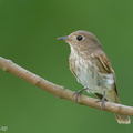 Brown-streaked Flycatcher-220812-152MSDCF-FYP05526-W.jpg