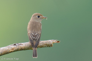 Brown-streaked Flycatcher-250821-120FRYAP-FYA04881-W.jpg