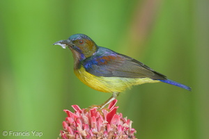 Brown-throated Sunbird-151115-101EOS5D-FY5S5648-W.jpg