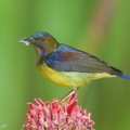 Brown-throated Sunbird-151115-101EOS5D-FY5S5648-W.jpg