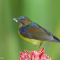 Brown-throated Sunbird-151115-101EOS5D-FY5S5678-W.jpg