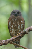 Brown Boobook-140228-114EOS1D-FY1X5666-W.jpg