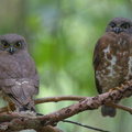 Brown Boobook-140228-114EOS1D-FY1X6398-W.jpg