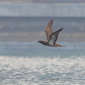 Brown Booby-160416-124EOS1D-FY1X6811-W.jpg
