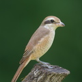 Brown Shrike-181124-113ND500-FYP_9921-W.jpg