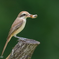 Brown Shrike-181124-114ND500-FYP_0302-W.jpg