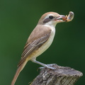 Brown Shrike-181124-114ND500-FYP_0387-W.jpg