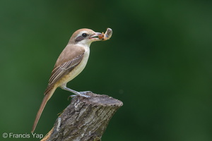 Brown Shrike-181124-114ND500-FYP_0390-W.jpg
