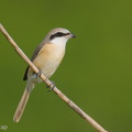 Brown Shrike-260115-150FRYAP-FYA05592-W.jpg