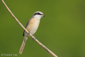 Brown Shrike-260115-150FRYAP-FYA05668-W.jpg