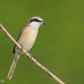 Brown_Shrike-260115-150FRYAP-FYA05668-W.jpg
