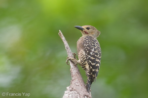 Buff-rumped Woodpecker-190617-117ND500-FYP_8767-W.jpg