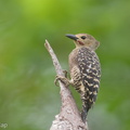 Buff-rumped Woodpecker-190617-117ND500-FYP_8767-W.jpg