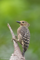Buff-rumped Woodpecker-190617-117ND500-FYP_8768-W.jpg