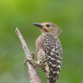 Buff-rumped Woodpecker-190617-117ND500-FYP_8768-W.jpg