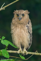 Buffy Fish Owl-180405-109ND500-FYP_0430-W.jpg