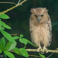 Buffy Fish Owl-180405-109ND500-FYP_0551-W.jpg