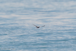 Bulwer's Petrel-161112-104EOS7D-FY7D8387-W.jpg