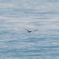Bulwer's Petrel-161112-104EOS7D-FY7D8387-W.jpg