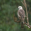 Changeable Hawk-Eagle-160916-104EOS1D-F1X24237-W.jpg