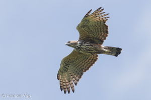 Changeable Hawk-Eagle-181020-112ND500-FYP_0519-W.jpg