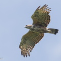 Changeable Hawk-Eagle-181020-112ND500-FYP_0519-W.jpg