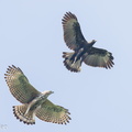 Changeable Hawk-Eagle-231103-209MSDCF-FYP06263-W.jpg