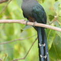Chestnut-bellied Malkoha-160909-104EOS1D-F1X22219-W.jpg