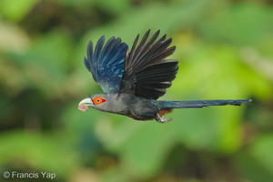 Chestnut-bellied Malkoha-211117-128MSDCF-FRY04961-W.jpg