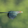 Chestnut-bellied Malkoha-220824-153MSDCF-FYP01257-W.jpg