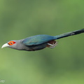 Chestnut-bellied Malkoha-230721-207MSDCF-FYP05697-W.jpg