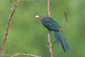 Chestnut-bellied Malkoha-250423-105FRYAP-FYA04094-W.jpg