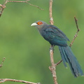 Chestnut-bellied Malkoha-250423-105FRYAP-FYA04094-W.jpg