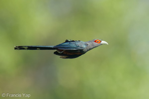 Chestnut-bellied Malkoha-250430-105FRYAP-FYA09603-W.jpg