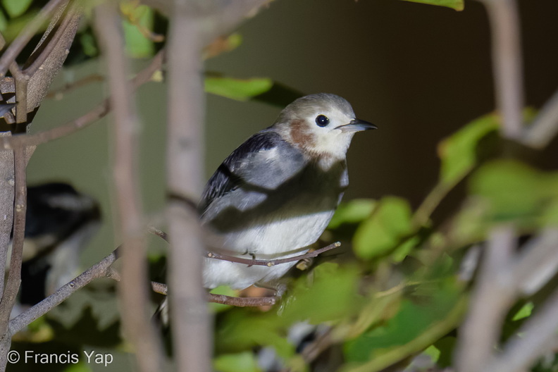 Chestnut-cheeked_Starling-260227-157FRYAP-FYA09021-W.jpg