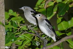 Chestnut-cheeked Starling-260227-158FRYAP-FYA01671-W.jpg