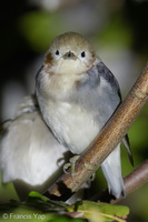 Chestnut-cheeked Starling-260228-158FRYAP-FYA06716-W.jpg