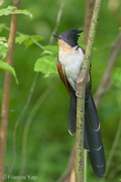 Chestnut-winged Cuckoo-150115-120EOS1D-FY1X0730-W.jpg