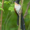 Chestnut-winged Cuckoo-150115-120EOS1D-FY1X0730-W.jpg