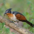 Chestnut-winged Cuckoo-190205-115ND500-FYP_3473-W.jpg
