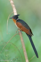 Chestnut-winged Cuckoo-190205-115ND500-FYP_3559-W.jpg