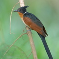 Chestnut-winged Cuckoo-190205-115ND500-FYP_3559-W.jpg